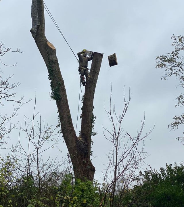abattage d'arbres