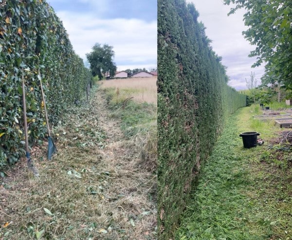 tailles de haies par nos elagueurs