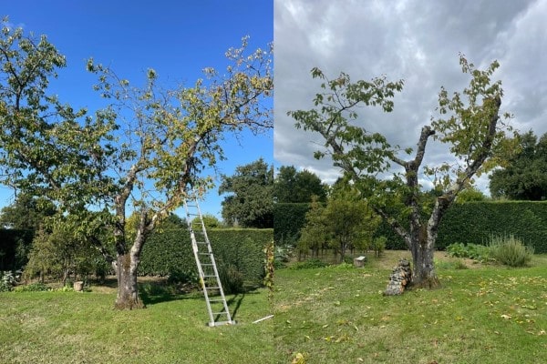 taille d'arbres fruitier