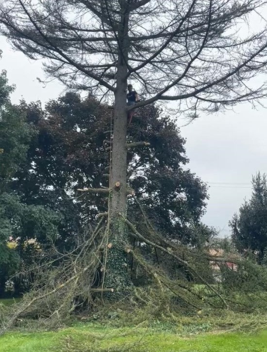 élagage d'arbres par nos elagueurs